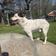 Bullwinkle