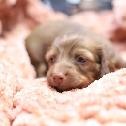 Bentley - Red male Dachshund puppy in Eaton, Ohio from Miniature Alphas Dachshunds