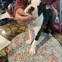 Boston Terrier Puppies from Wagtime Boston Terriers