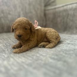 Pink - Buff female Cockapoo puppy in Maurice, Louisiana from Cajun Cockapoo’s