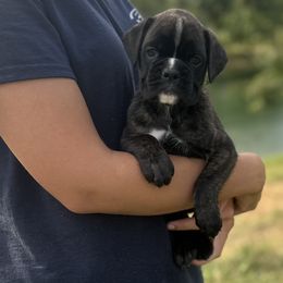 Zara - Brindle female Boxer puppy in Daviess County, Kentucky from Blissful Euro Boxers & French Bull Dogs