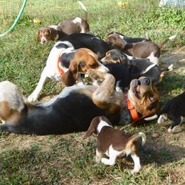 Beagle, Jack Russell Terrier, and Russell Terrier Puppies from Mountain Top