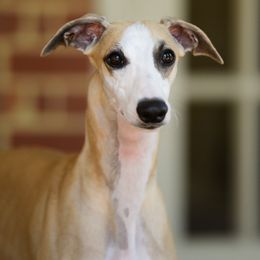Donte - Whippet