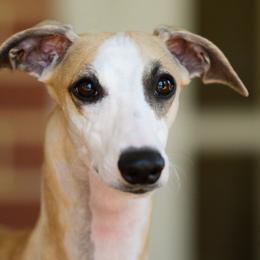 Donte - Whippet