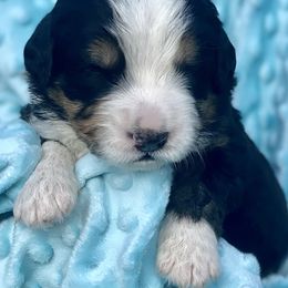 Bernedoodle and Labradoodle Puppies from Delaney Park Doodles