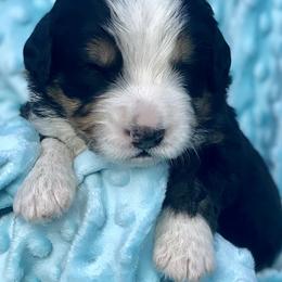 Bernedoodle and Labradoodle Puppies from Delaney Park Doodles