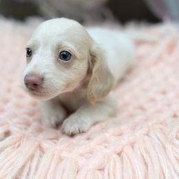 Champagne - Cream female Dachshund puppy in Decatur, Mississippi from KP Dachshunds