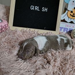 Millies piebald - Piebald female Dachshund puppy in Rosanky, Texas from Sandy Creek Minatare Dachshunds