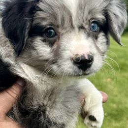 Miniature Australian Shepherds from Full River Australian Shepherds
