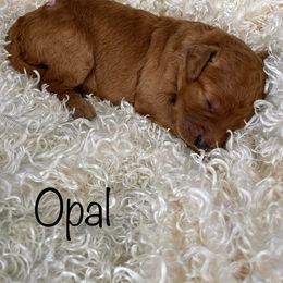 Goldendoodle Puppies from Ming’s Dynasty Doodles