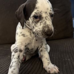 Piglet - White and liver brown female Dalmatian puppy in Fort Cavasos, Texas from Mainstreet Dalmation