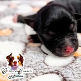 Petro - Black tri male Miniature Australian Shepherd puppy in Punta Gorda, Florida from Christie's Creekside Aussies
