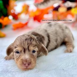 Winifred(3800Akc pet) - Dapple female Dachshund puppy in Augusta, Arkansas from Savvy-Dee's Dachshunds