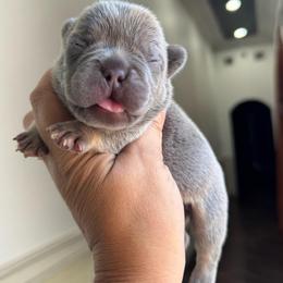 Waffles - Tricolors male French Bulldog puppy in Porter, Texas from Whatabulldog