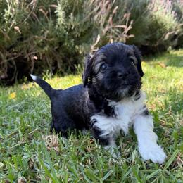 Tipper - Black and tan brindle female Havanese puppy in Brisbane, California from Natalie’s Havanese