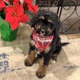 Sugarplum - Phantom female Poodle puppy in Poplarville, Mississippi from Southern Belle Poodles