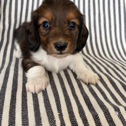 MM MALE 1 - Piebald male Dachshund puppy in Elkhart, Indiana from Hart City Dachshunds