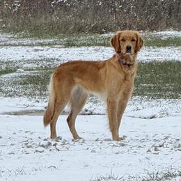 Golden Retrievers from Roepke Golden Retrievers