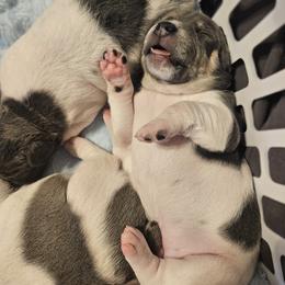 Rat Terrier Puppies from Cryptic Rat Terriers