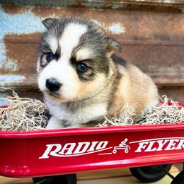 Mae - Sable and white female Siberian Husky puppy in Union Grove, Alabama from Southern Siberian Life