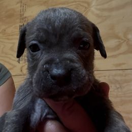 Girl 3 - Gray female Cane Corso puppy in Granbury, Texas from Revolutions Kennel