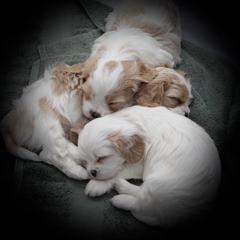 Cavaton Puppies from Lakeshore Cavatons