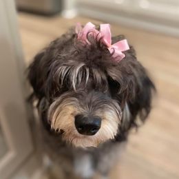 Australian Labradoodles, Goldendoodles, and Poodles from P91 Poodles and Doodles