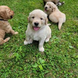 Golden Retriever Puppies from JK Goldens