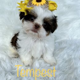 Shih Tzu Puppies from LaDawn’s Little Lions