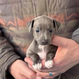 Girl 1 - Blue female Italian Greyhound puppy in Sugar Valley, Georgia from Pinnacle Farm and Kennel