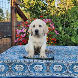 Yellow Male - Yellow male Labrador Retriever puppy in Yelm, Washington from Prince Labradors