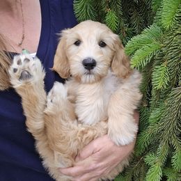 Orange boy - Gold male Australian Cobberdog puppy in Victoria, Minnesota from Heartland Hills Australian Cobberdogs