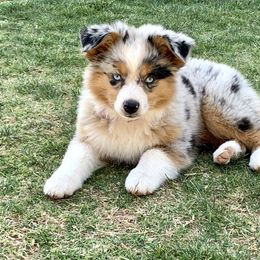 Miniature Australian Shepherd Puppies from BlueZion Aussies