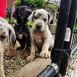 Yellow collar - Merle male Great Dane puppy in Ulen, Minnesota from Hogenson Family Farm