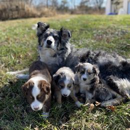 Luna - Australian Shepherd