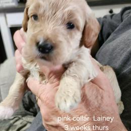 Pink collar Lainey - Apricot female Goldendoodle puppy in Fairmount, Indiana from Capens' Doodles,Poodles and Poo's