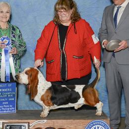 Kane - Basset Hound