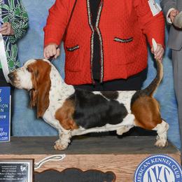 Kane - Basset Hound