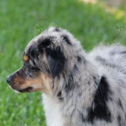 Miniature Australian Shepherds from Mudd's Minis