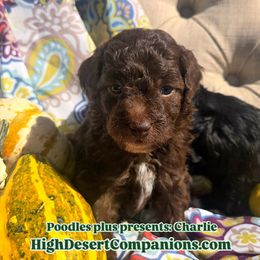 Aussiedoodle, Poodle, and Toy Australian Shepherd Puppies from High Desert Companions