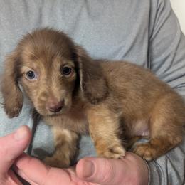 5 Shanti - Cream female Dachshund puppy in Central Point, Oregon from MRS Long Dog Ranch