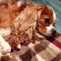 Jasmine - Cavalier King Charles Spaniel