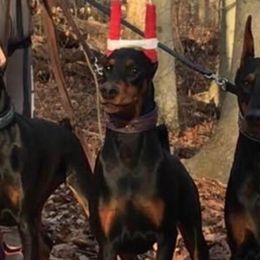 Doberman Pinschers from Jennifer DePietro's Doberman Pinschers