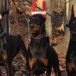 Doberman Pinschers from Jennifer DePietro's Doberman Pinschers