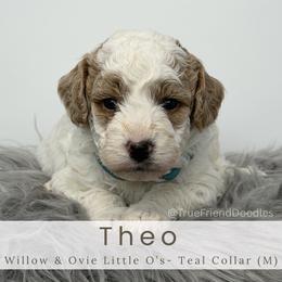 THEO - Teal Collar - Parti male Goldendoodle puppy in Watertown, New York from True Friend Doodles