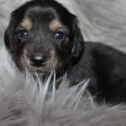 Girl 4 - Black and cream female Dachshund puppy in Craig, Colorado from Rocky Mountain Shih Tzus and Dry Creek Miniature Dachshunds