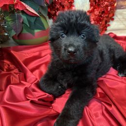 German Shepherd Puppies from Vom Archbold Haus World Class German Shepherds