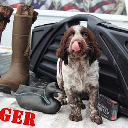 English Springer Spaniel Puppies from South Fork Springers