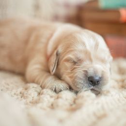 Miss Red (Cinnamon) - Golden female Golden Retriever puppy in Paoli, Indiana from Rose n’ Thistle Farm