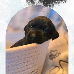 Solstice - Black Collar - Black male Labrador Retriever puppy in Sumerduck, Virginia from Cedar Mountain Retrievers